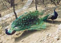 北京百鸟园天气 北京百鸟园天气