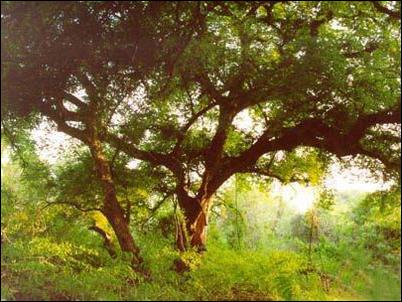 白沙坝王岭森林自然保护区天气 白沙坝王岭森林自然保护区天气