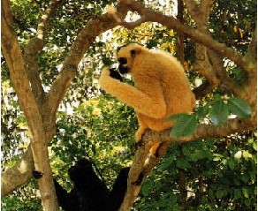 白沙坝王岭长臂猿自然保护区天气